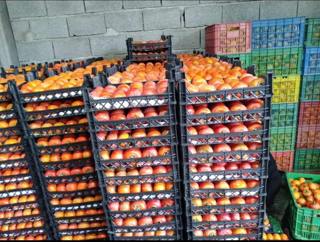 خرمالوی رسیده شده توسط اتیلن ژنراتور 2k-gas خرمالوی رسیده شده توسط دستگاه اتیلن ساز 2k-gas